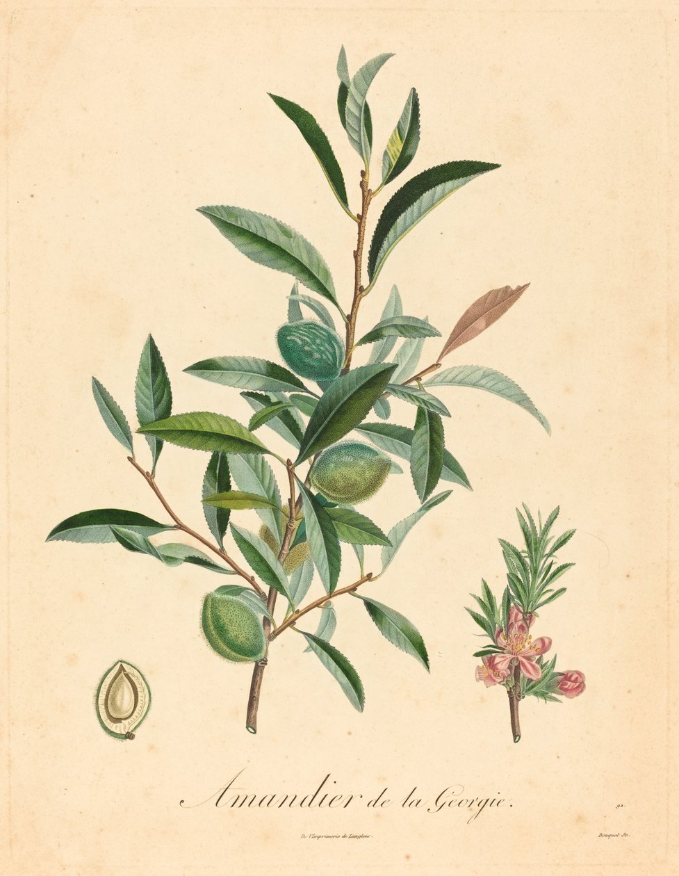 Georgia mandelträd av after A. Poiteau