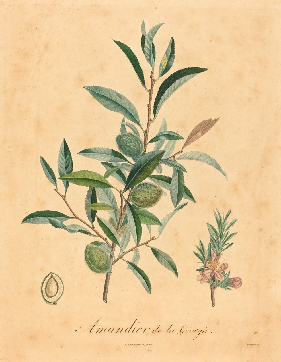 Georgia mandelträd av after A. Poiteau