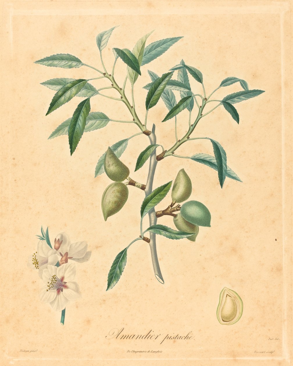pistaschmandelträd av after A. Poiteau