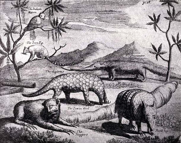 Creatures of the Northern River Plate, som avbildats av en tidig konstnär, från Nierhoffs Voyages and Travels, från The Romance of the River Plate, Vol. I, av W. H. Koebel, 1914 av after German School