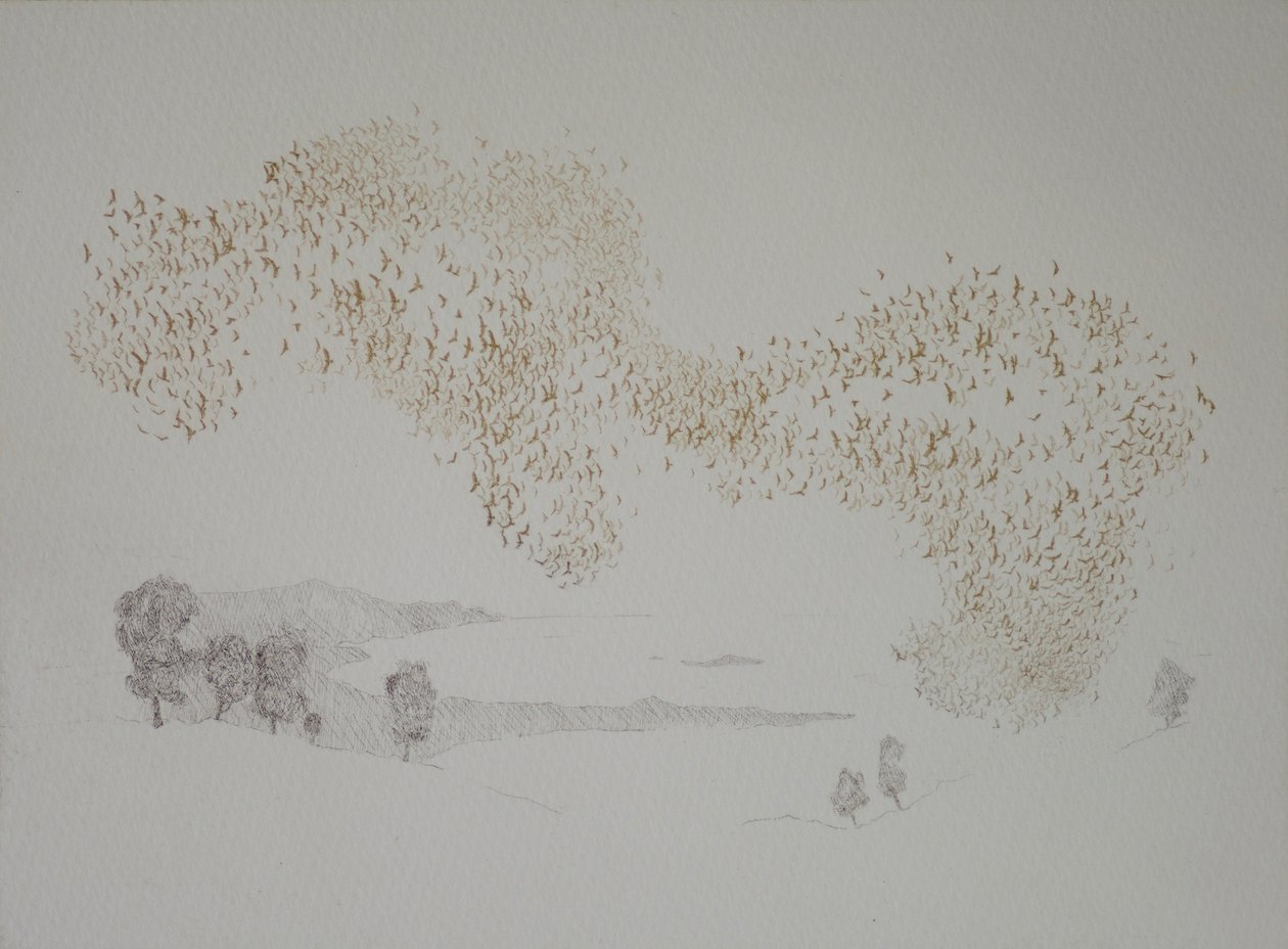 Sunbirds, 2016, etsning och handfärgning på papper av angus hampel