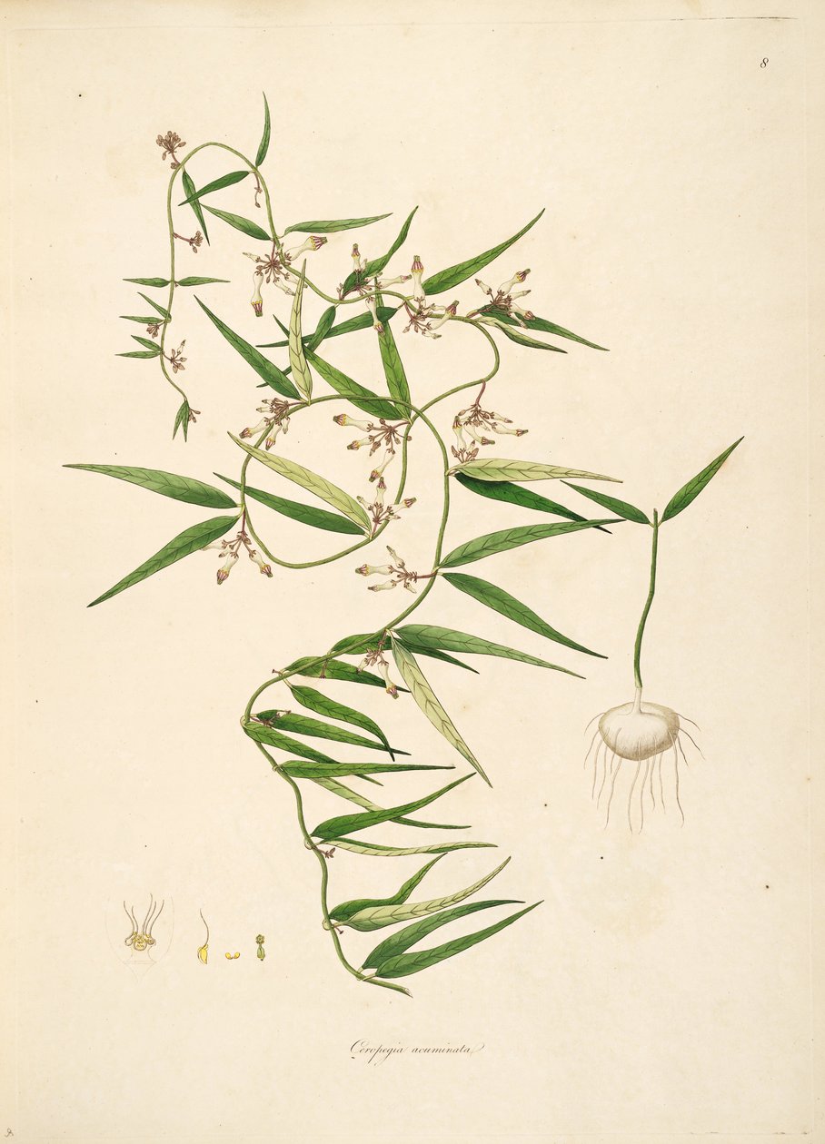 Illustration of Ceropegia acuminata (= Ceropegia bulbosa), Apocynaceae, Asclepiadoideae av anonymus