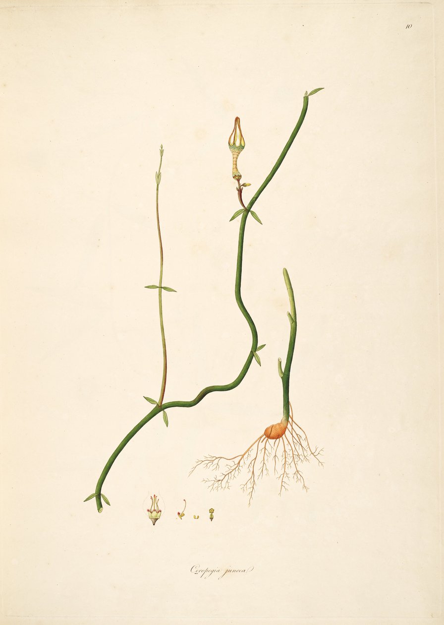 Illustration of Ceropegia juncea, Apocynaceae, Asclepiadoideae av anonymus