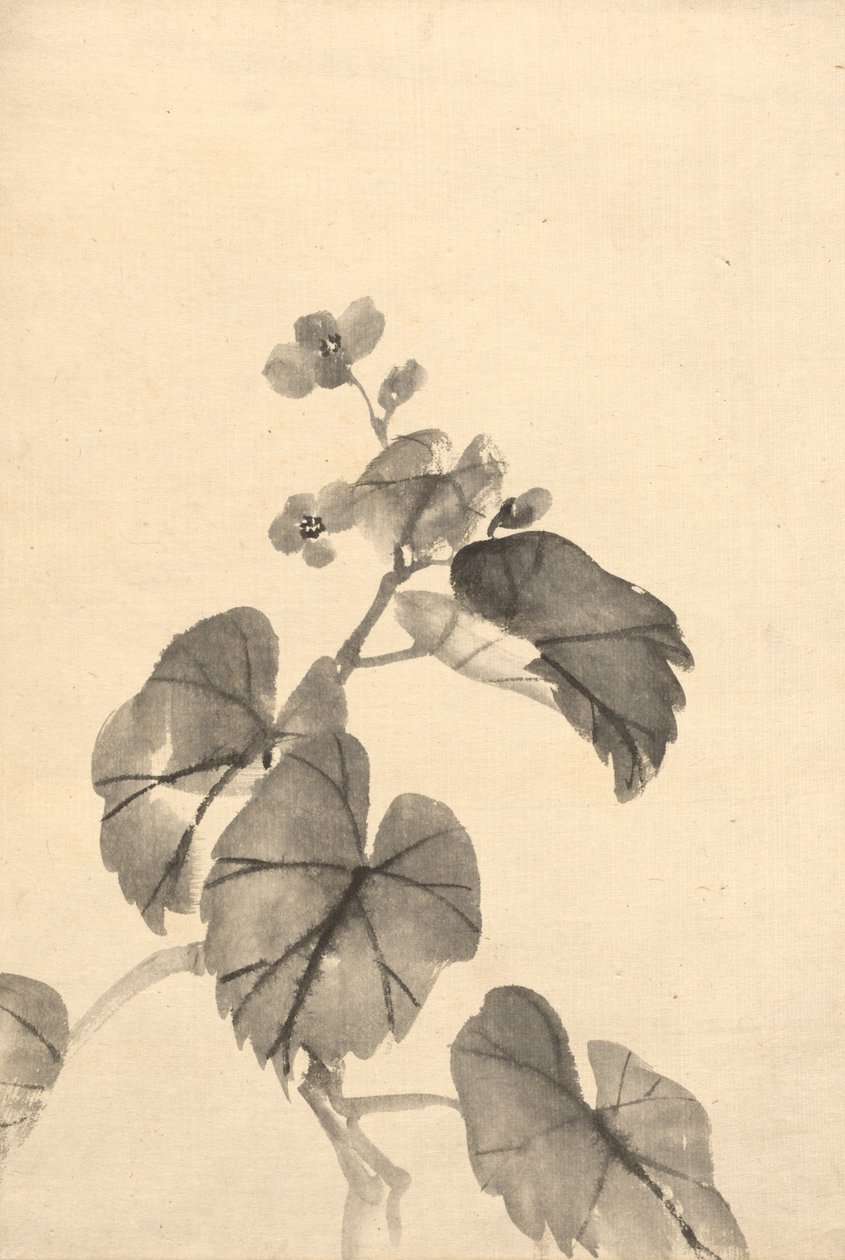Gren av Begonia i blom av attributed to Kono Bairei