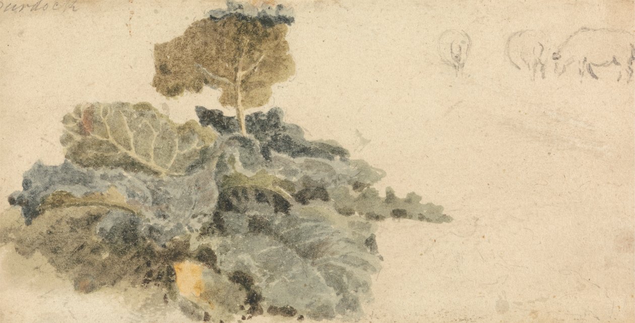 Studie av kardborre av attributed to Peter DeWint