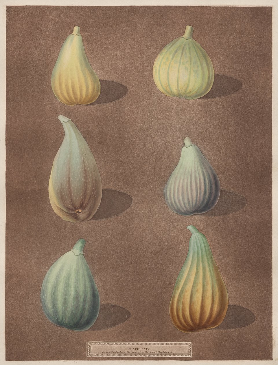 Pomona Britannica: Nr 74 - Fig av attributed to Richard Brookshaw