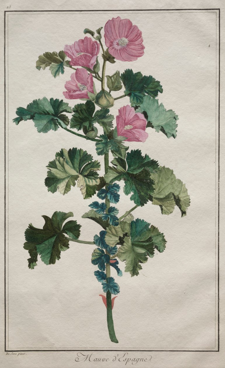 Samling av tjugofyra växter och blommor: Malva, efter 1772. av de Seve