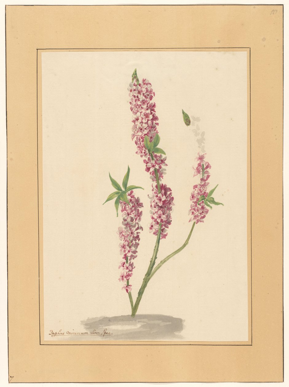 Röd paprika träd på en mark av familie Van der Vinne (attributed to)