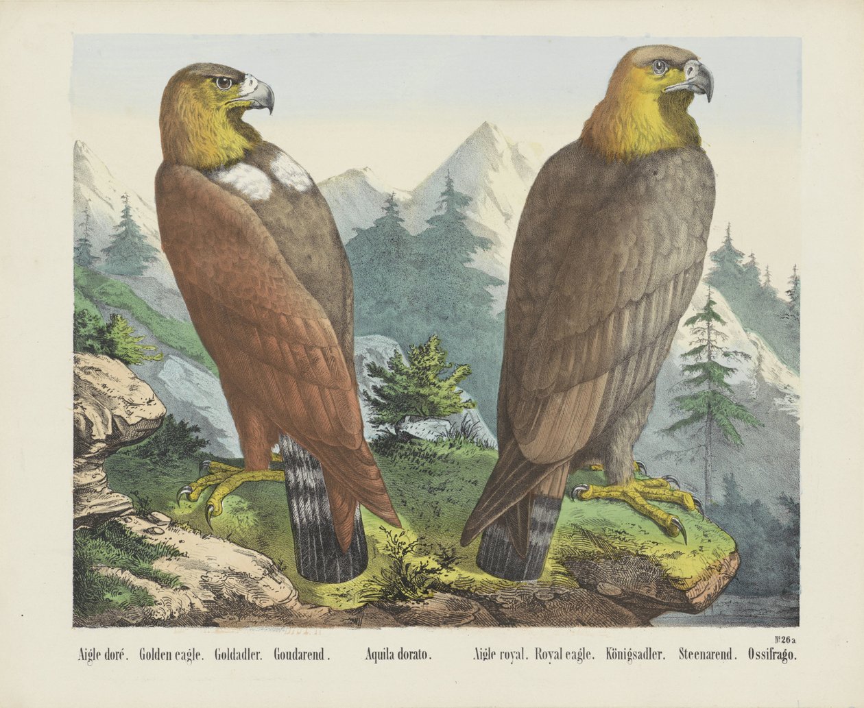 Aigle doré. / Kungsörn. / Goldadler. / Goudarend. / Aquila dorato. / Aigle kunglig. / Kunglig örn. / Königsadler. / Steenarend. / Ossifrago (titel på objekt) av firma Joseph Scholz