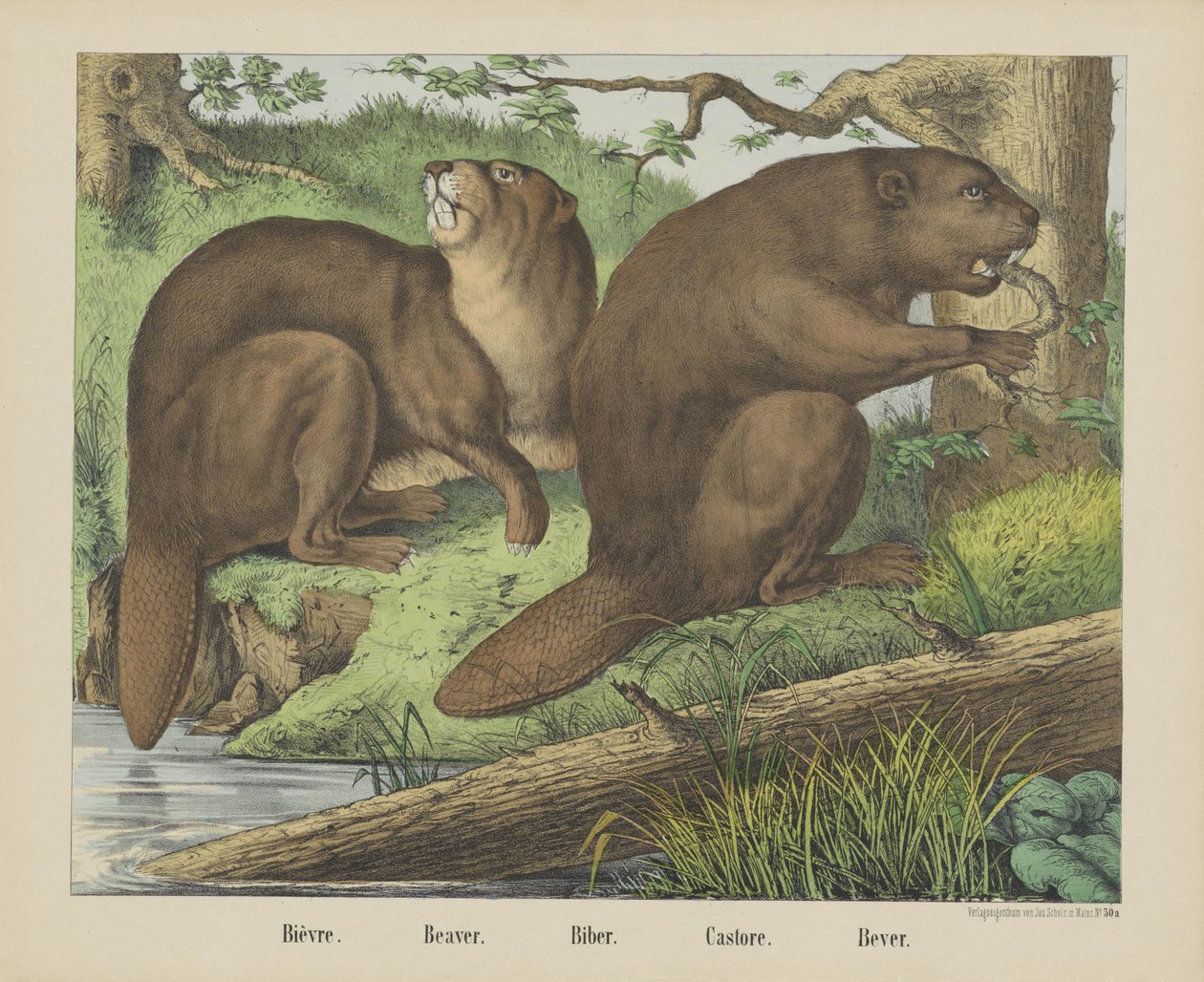 Bièvre. / Bäver. / Biber. / Castore. / Bever (titel på objekt) av firma Joseph Scholz