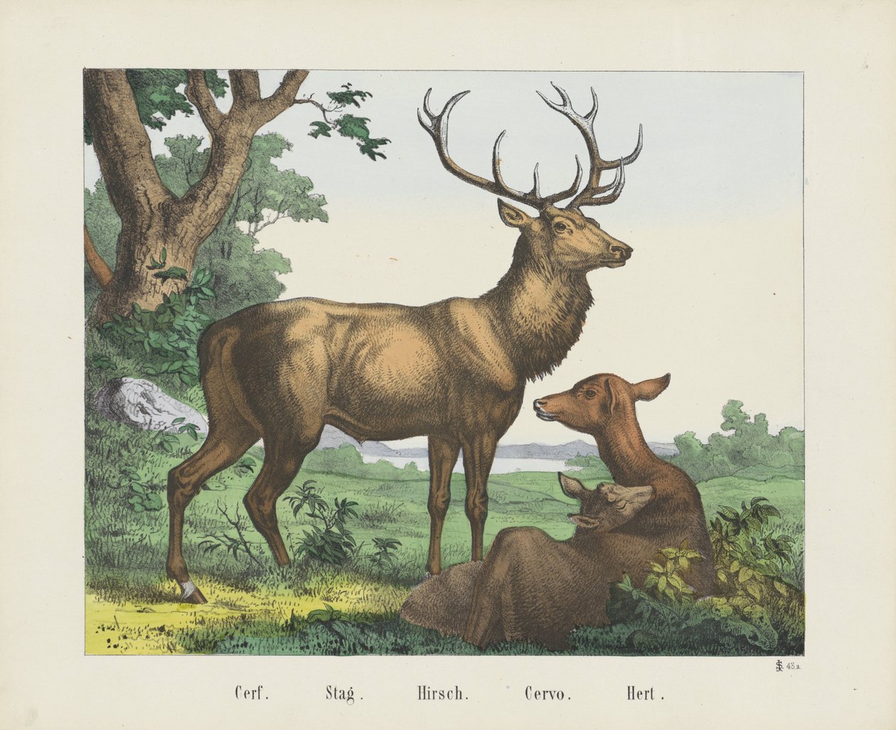 Cerf. / Stag. / Hirsch. / Cervo. / Hert (titel på objekt) av firma Joseph Scholz