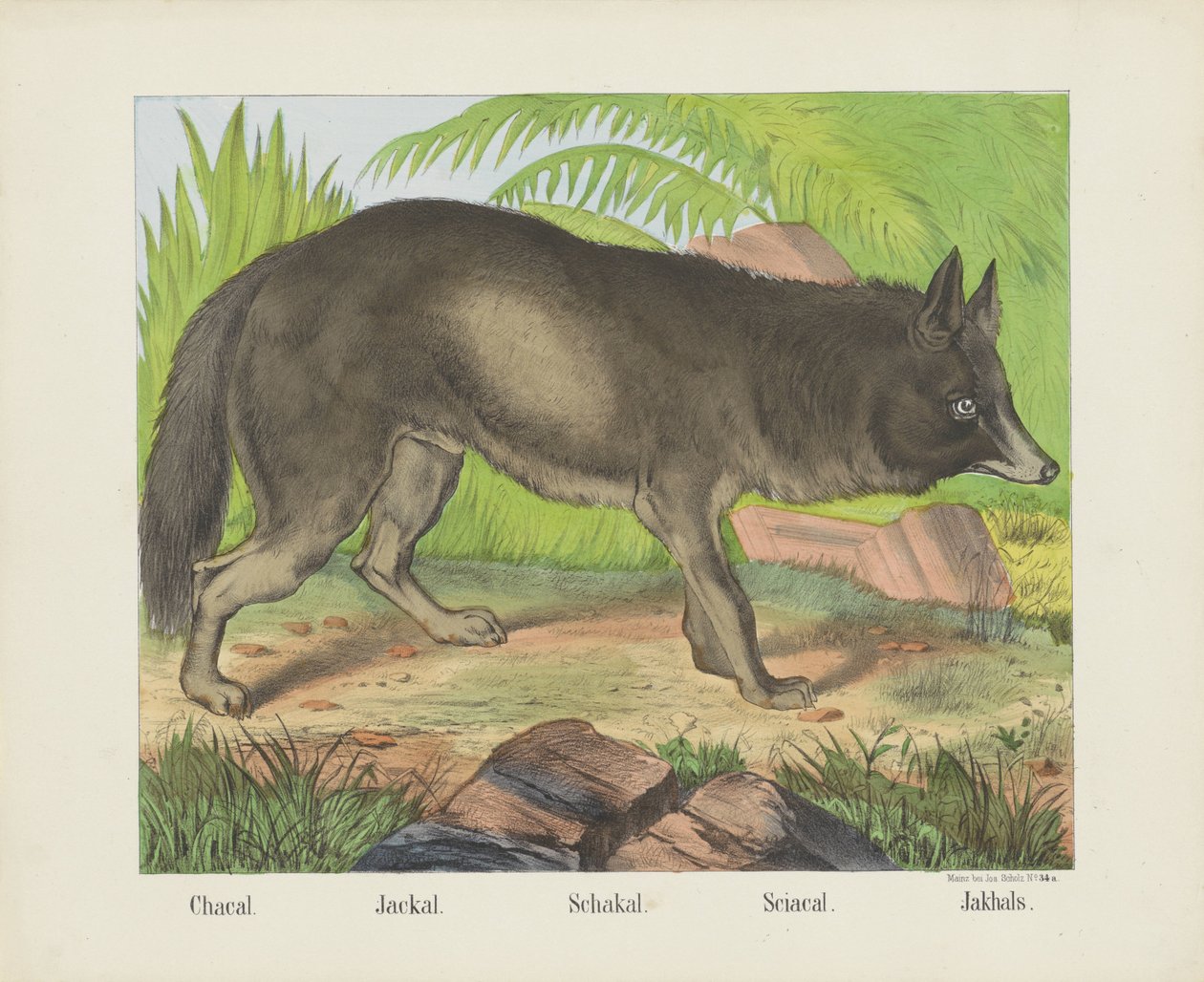 Chacal. / Jackal. / Schakal. / Sciacal. / Jakhals (titel på objekt) av firma Joseph Scholz