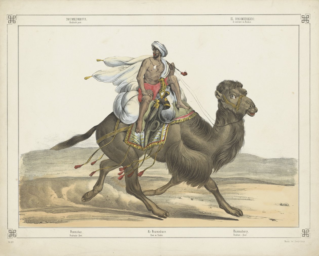Dromedarus, / Arabiskt inlägg (titel på objekt) av firma Joseph Scholz