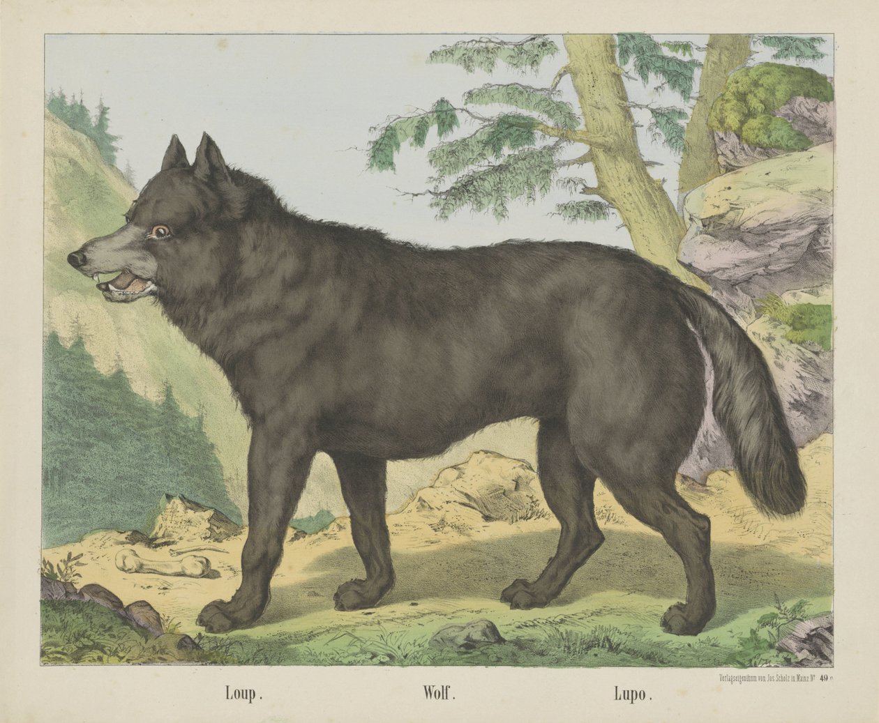 Loup. / Varg. / Lupo (titel på objekt) av firma Joseph Scholz