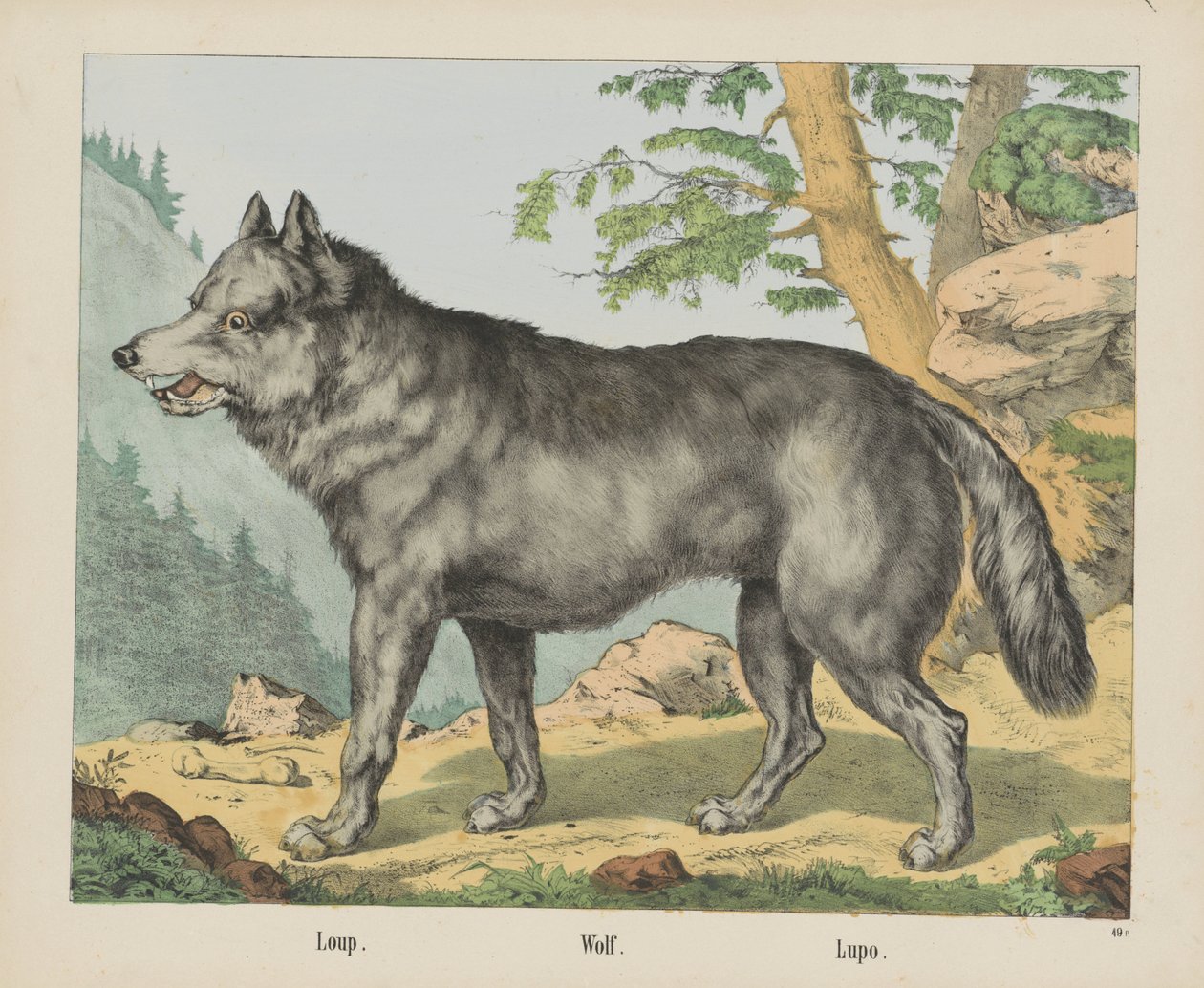 Loup. / Varg. / Lupo (titel på objekt) av firma Joseph Scholz