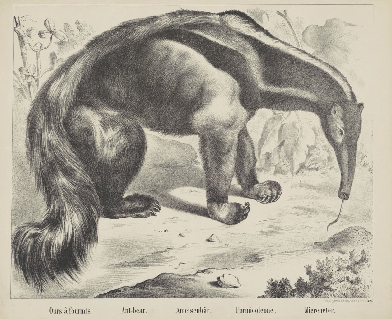 Vårt à antmis. / Myrbjörn. / Myrbjörn. / Formicoleone. / Sea eater (titel på objekt) av firma Joseph Scholz