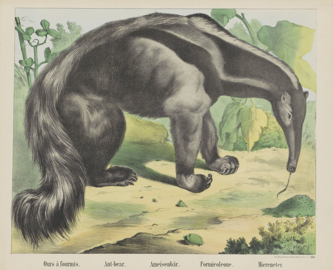 Vår à antmis. / Myrbjörn. / Myrbjörn. / Formicoleone. / Sea eater (titel på objekt) av firma Joseph Scholz