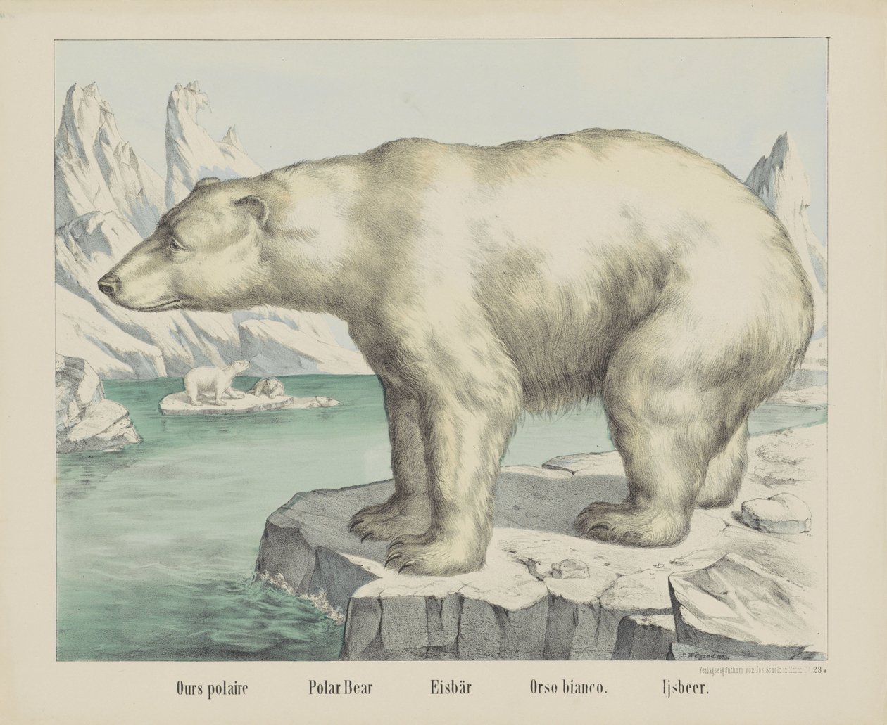 Vår polare / Isbjörn / Eisbär / Orso bianco. / Ijsbeer (titel på objekt) av firma Joseph Scholz