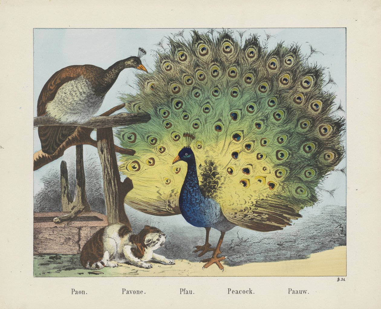 Paon. / Pavone. / Pfau. / Påfågel. / Paauw (titel på objekt) av firma Joseph Scholz