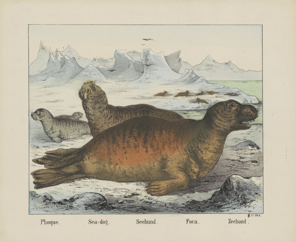 Phoque. / Sjöhund. / Seehund. / Fokusera. / Sigill (titel på objekt) av firma Joseph Scholz