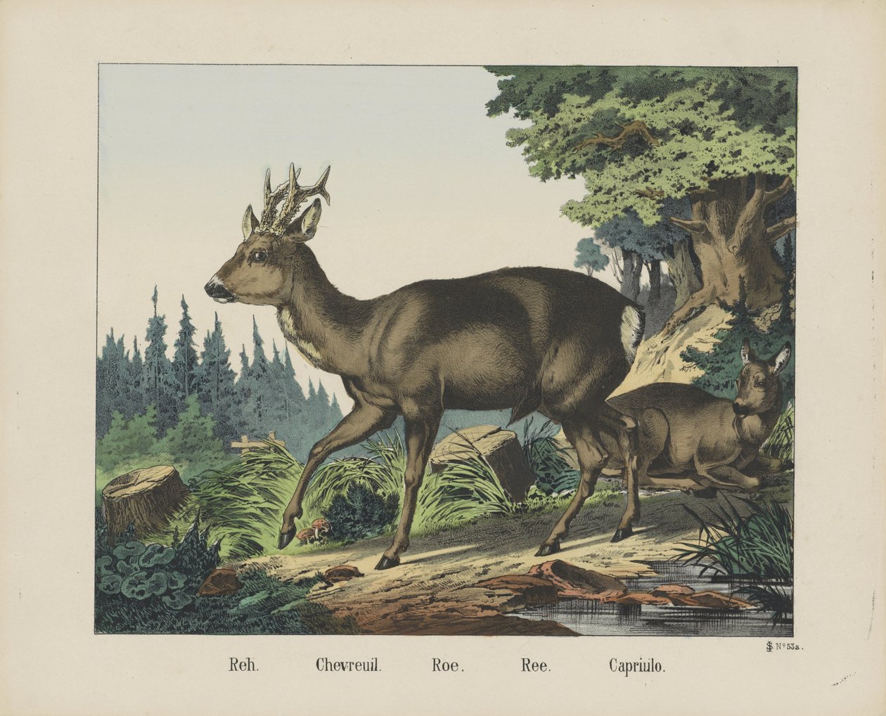 Reh. / Chevreuil. / Roe. /Ree. / Capriulo (titel på objekt) av firma Joseph Scholz