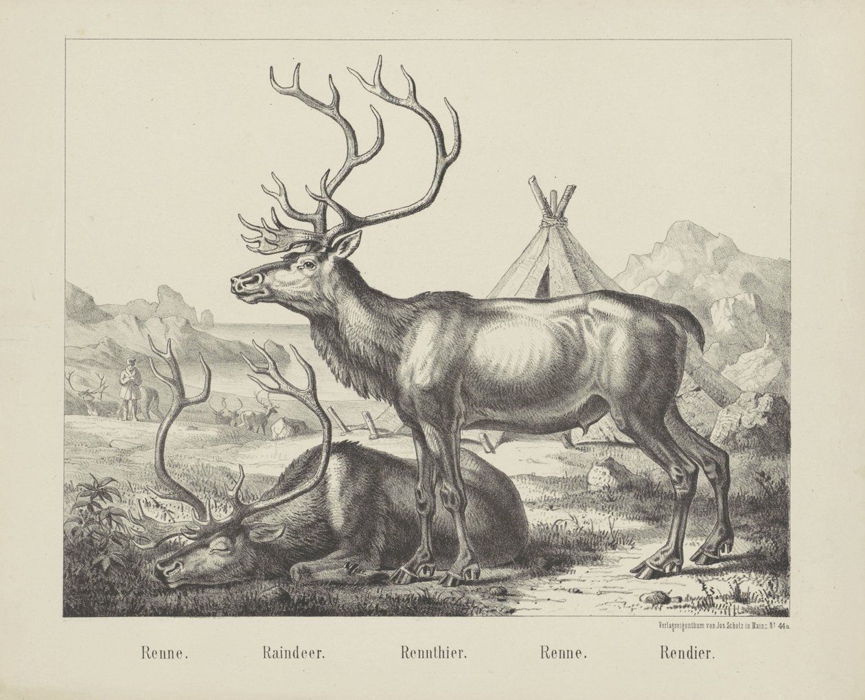 Renne. / Renar. / Renar. / Springa. / ren (titel på objekt) av firma Joseph Scholz