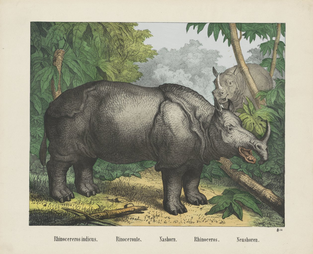 Rhinocereros indicus. / Rinoceronte. / Nashorn. / Noshörning. / Neushoren (titel på objekt) av firma Joseph Scholz