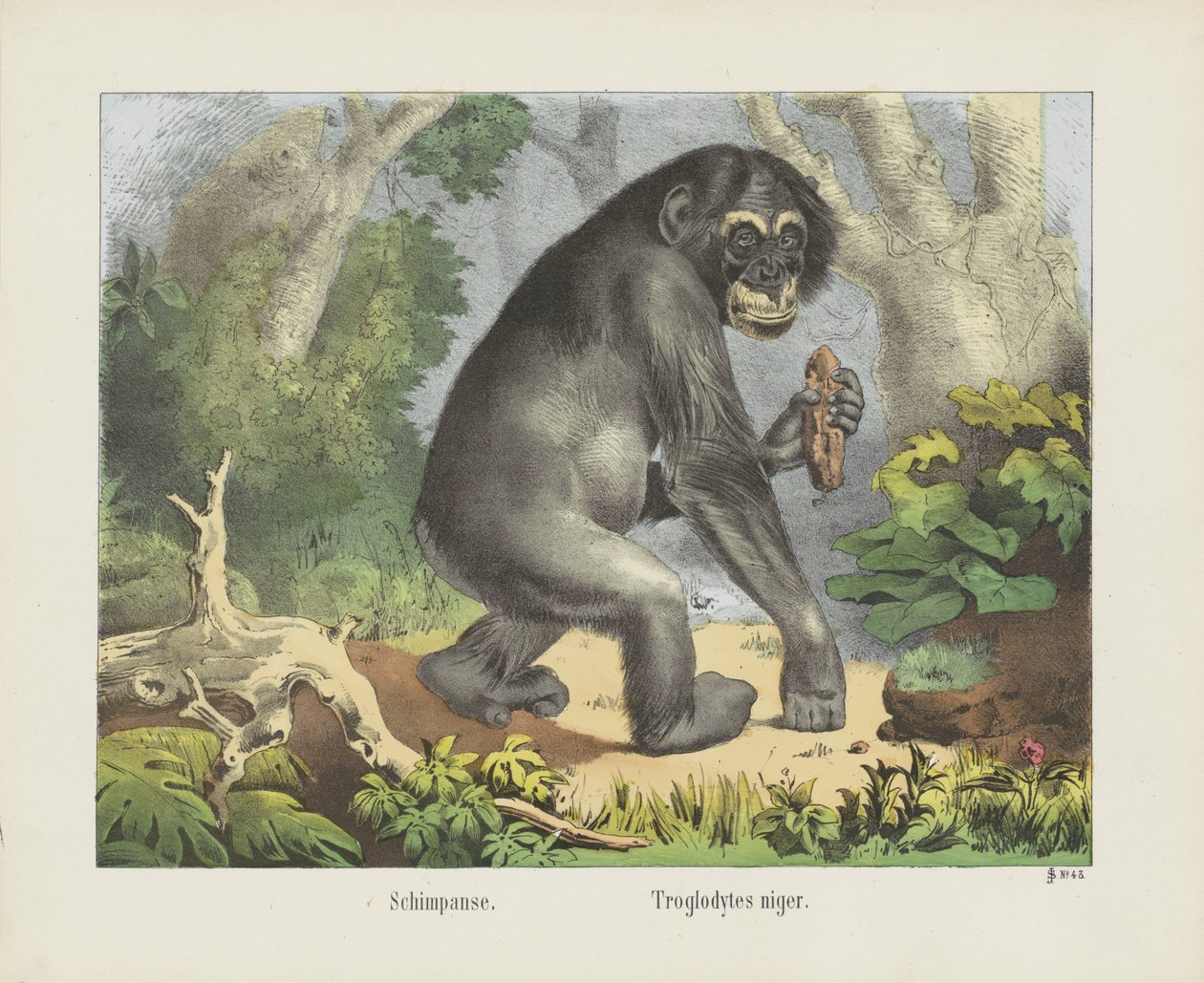 Schimpanse. / Troglodytes niger (titel på objekt) av firma Joseph Scholz