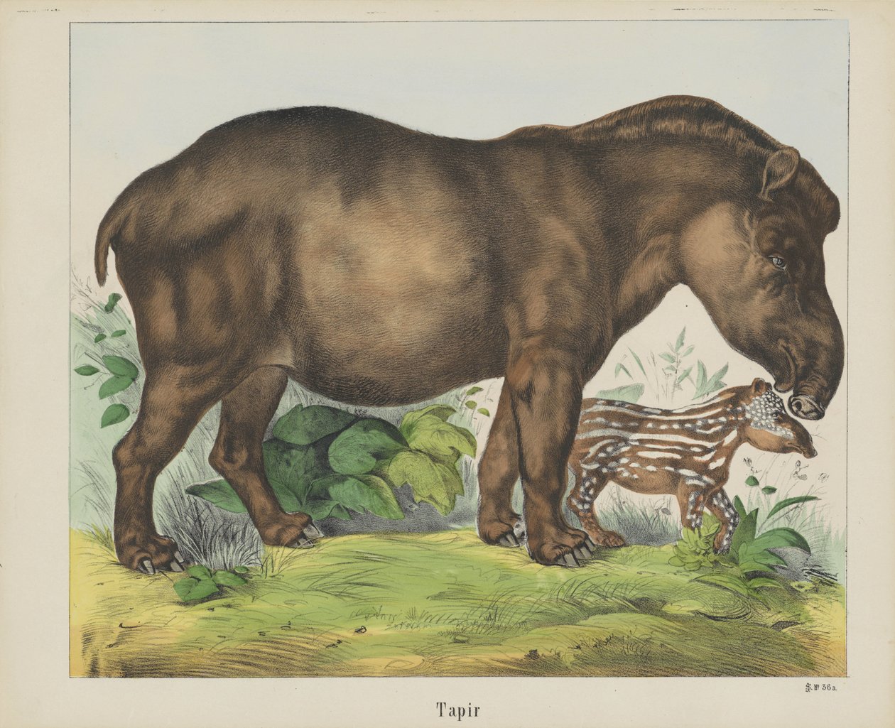 Tapir (titel på objekt) av firma Joseph Scholz