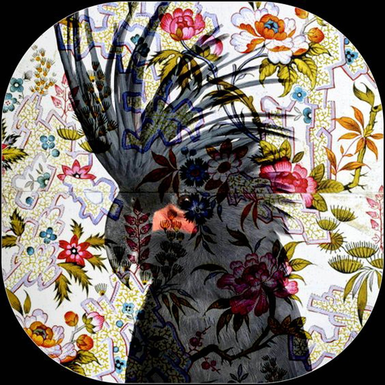 Black Parrot, 2017 (fotografi) av linda arthurs