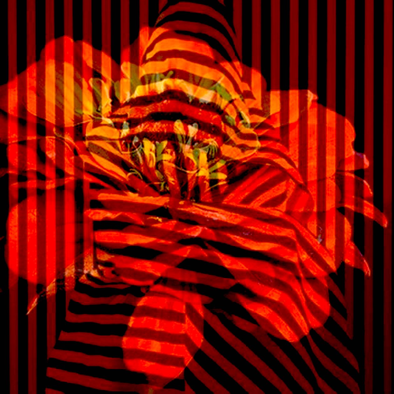 Blomstercollage, 2017 (fotografi) av linda arthurs