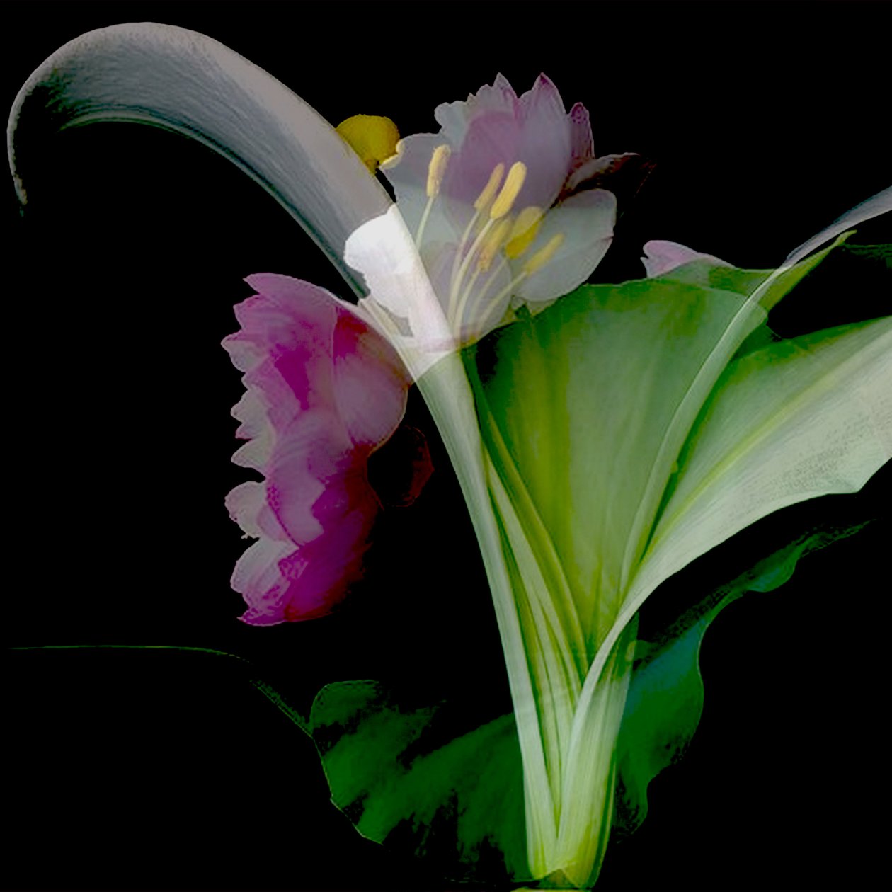 Blomstercollage, 2018 (blandteknik) av linda arthurs
