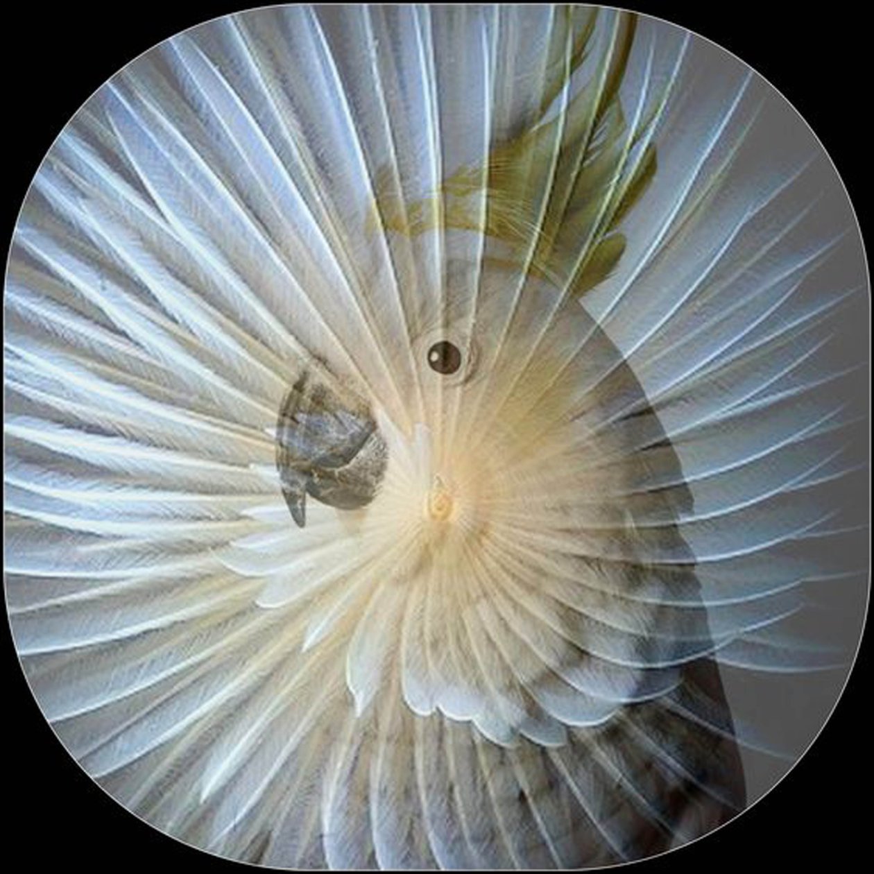 White Parrot Collage, 2017 (fotografi) av linda arthurs