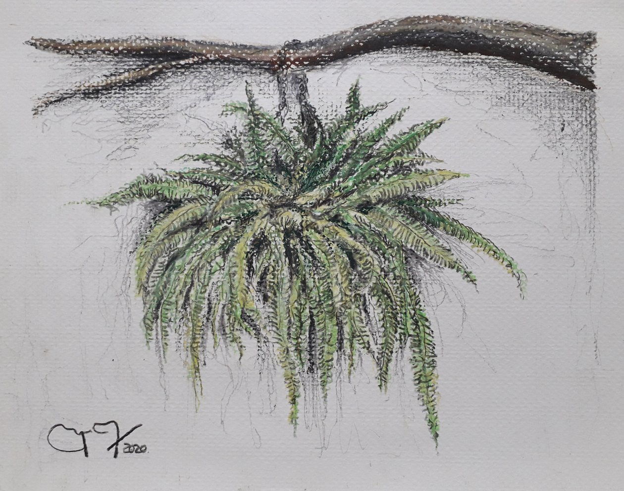 Prydnadsväxt - FERN av miguelmendez_art.ve