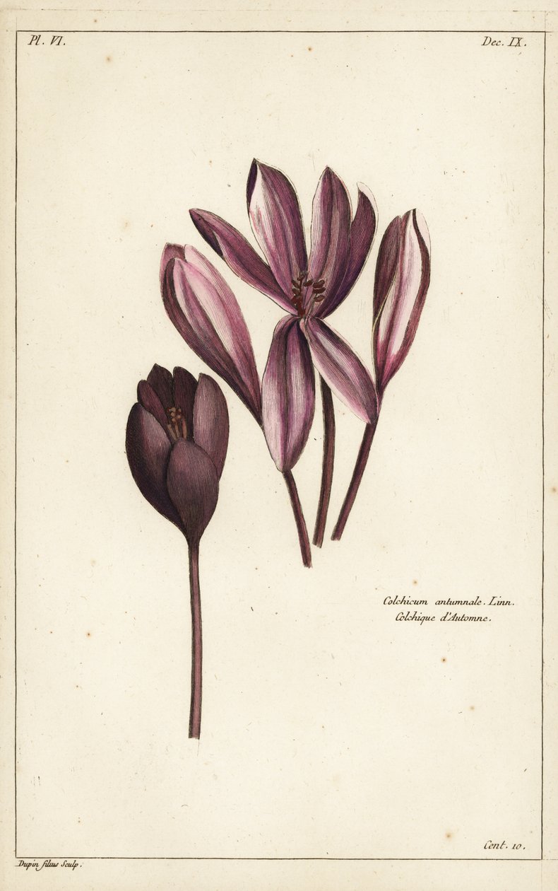 Höstkrokus, ängsaffran eller nakna damer, Colchicum autumnale, Linn av the Younger Dupin