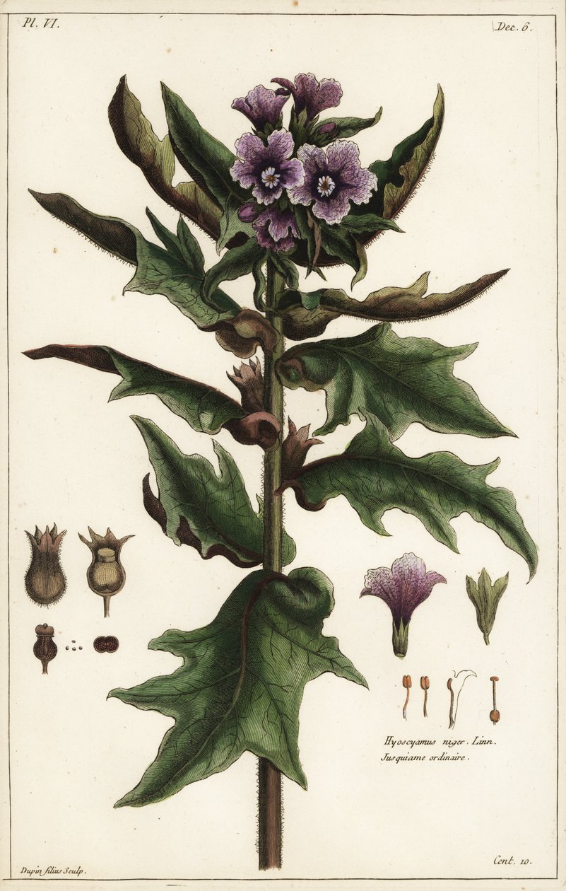 Svart hönsbane, jusquiame noire, Hyoscyamus niger Linn av the Younger Dupin