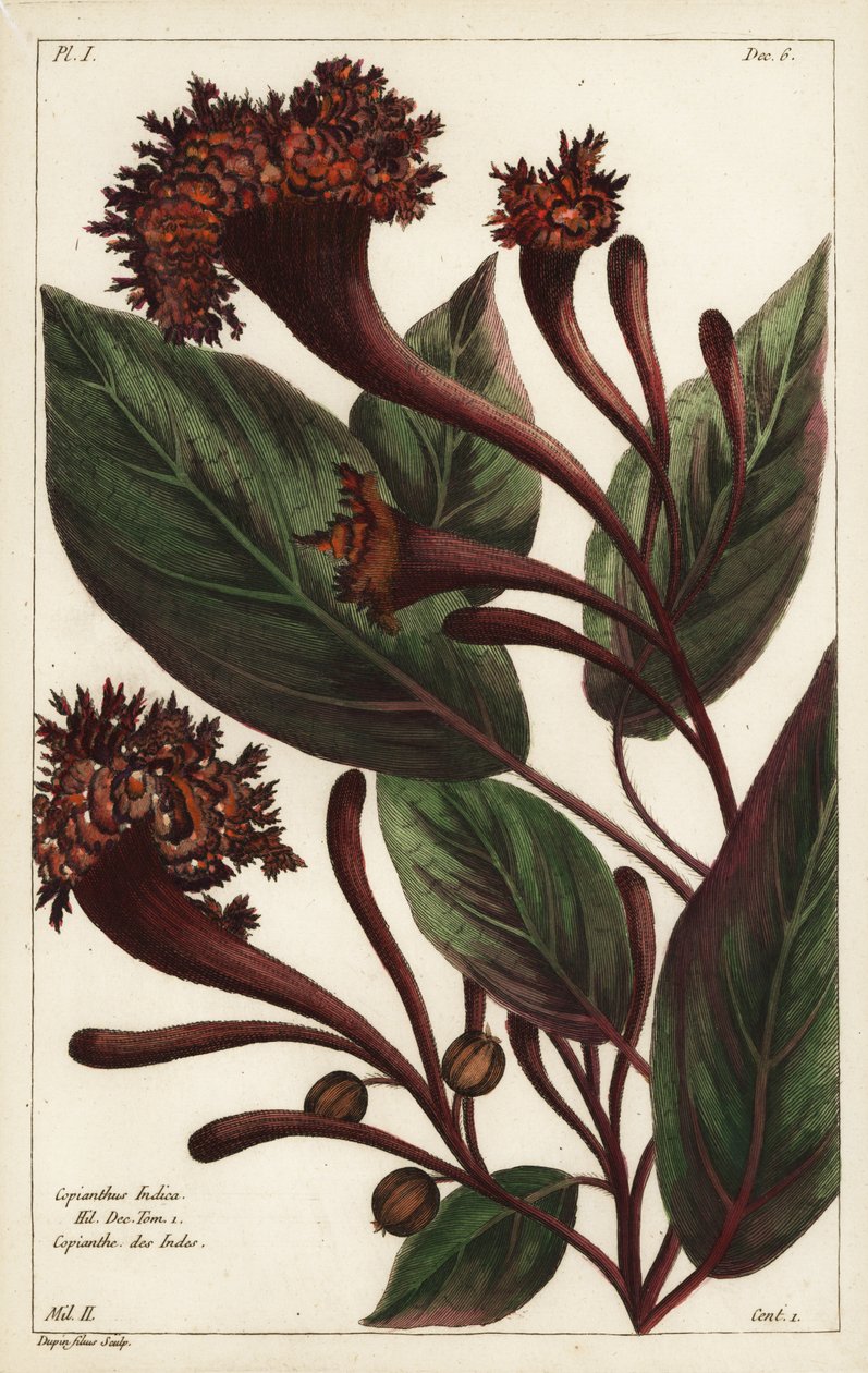 Cornucopian buske, Copianthus indica, Hil av the Younger Dupin