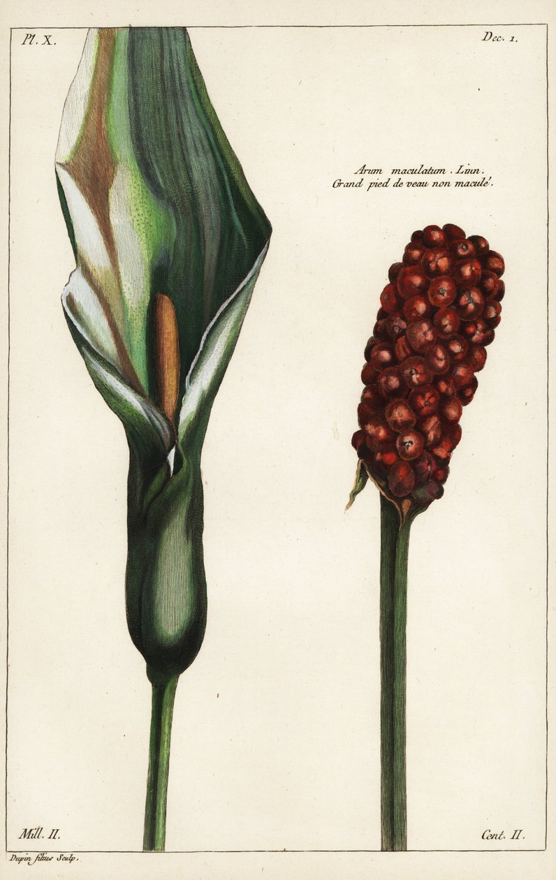 Gökpint eller vild arum, blomma och frukt, Arum maculatum, Linn av the Younger Dupin