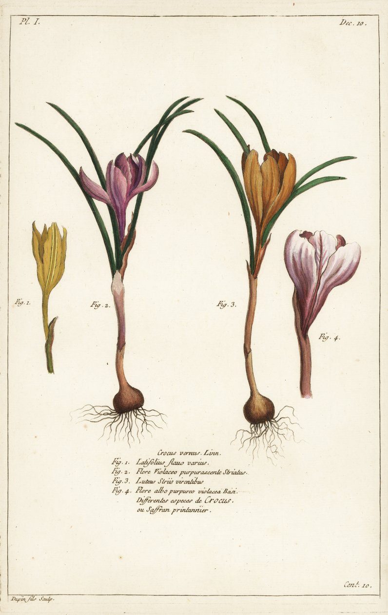 Olika arter av vårkrokus, Crocus vernus, Linn av the Younger Dupin
