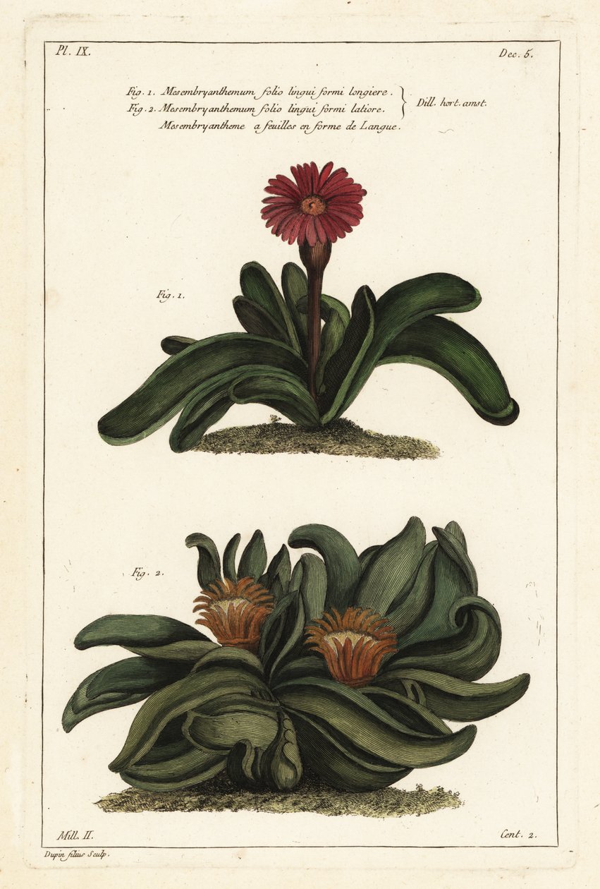 Älghornsväxt, Rhombophyllum dolabriforme (Haxbladig fikonblomma, Mesembryanthemum dolabriforme) av the Younger Dupin