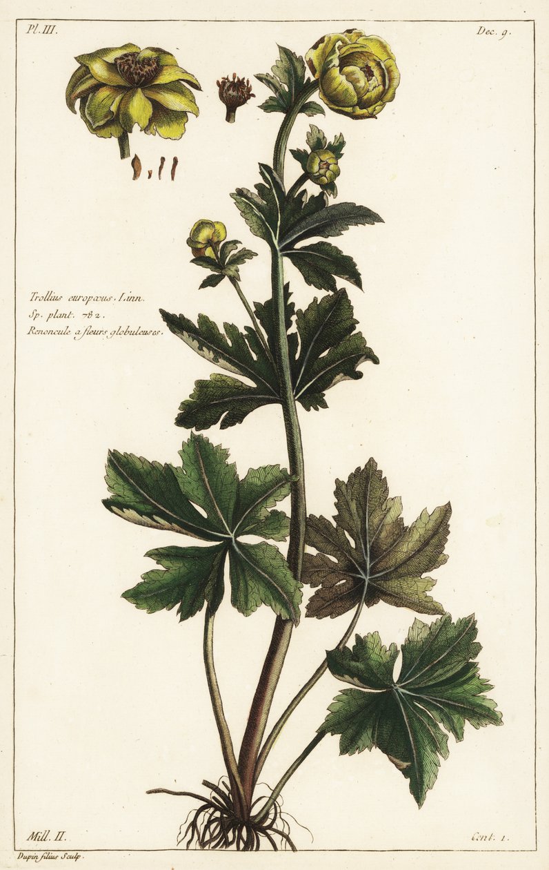 Globeflower, Trollius europaeus, Linn av the Younger Dupin
