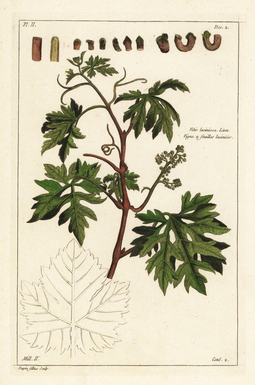 Blad och spirande druvor på en vinranka, Vitis vinifera av the Younger Dupin