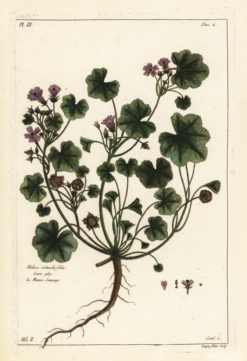 Låg malva eller rundbladig malva, Malva pusilla av the Younger Dupin