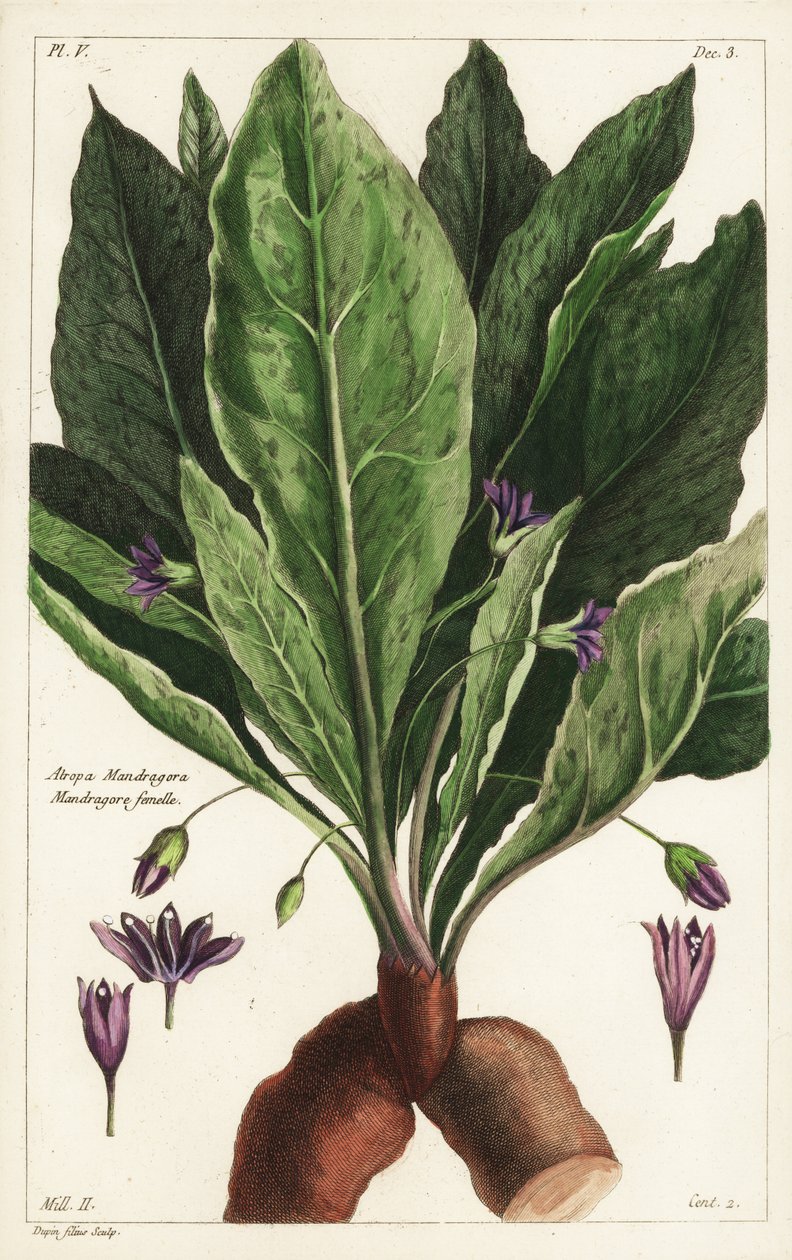 Mandrake, hona, Mandragora officinarum, Atropa mandragora, Mandrake hona av the Younger Dupin