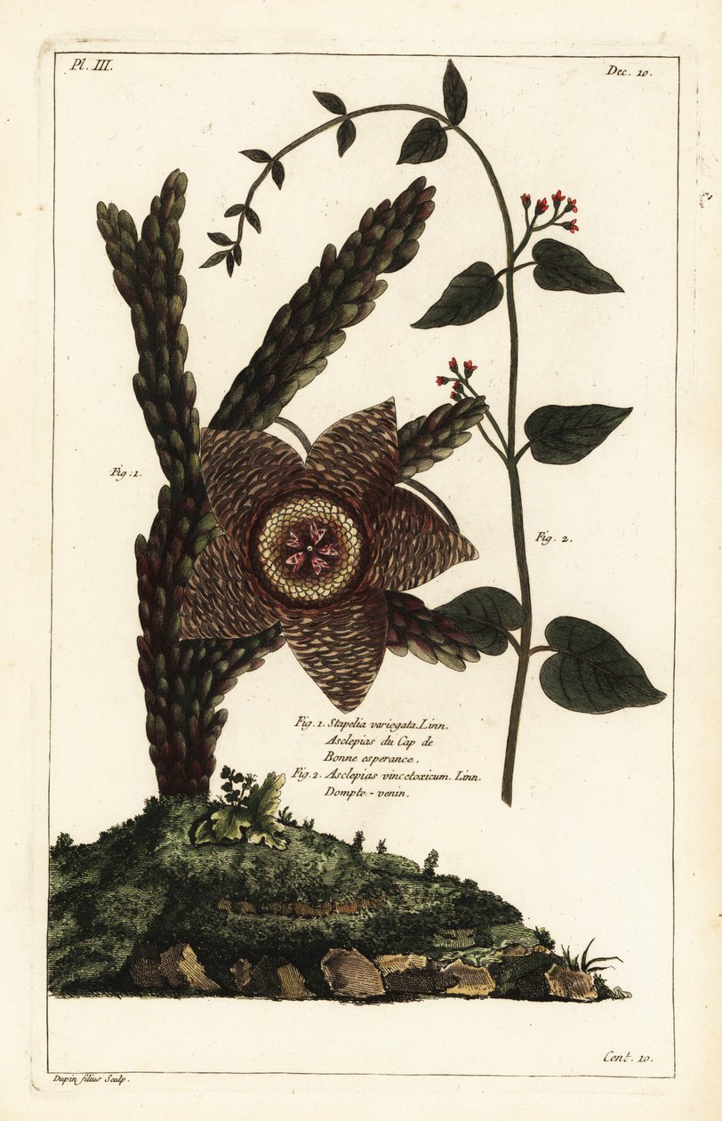 Sjöstjärneväxt, Orbea variegata 1 och vit svalört, Vincetoxicum hirundinaria 2 av the Younger Dupin