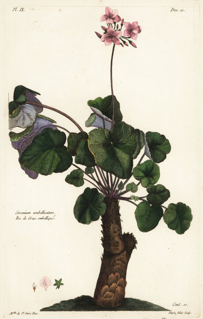 Olösta arter av pelargon, Pelargon av the Younger Dupin