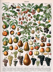 Illustration av fruktsorter, c.1905-10 (färg litho) av (after) Alillot