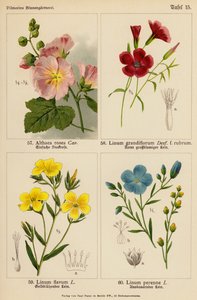 Althaea Rosea, Linum Grandiflorum, Linum Flavum, Linum Perenne (färglitografi) av (after) German School