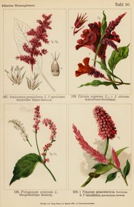 Amarantus Paniculatus, Celosia Argentea, Polygonum Orientale, Polygonum Sphaerostachyum, Polygonum Vacciniifolium (färglitografi) av (after) German School