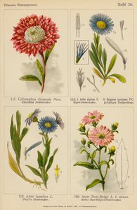 Callistephus Chinensis, Aster Alpinus, Erigeron Speciosus, Aster Amellus, Aster Novi-Belgii (färglitografi) av (after) German School